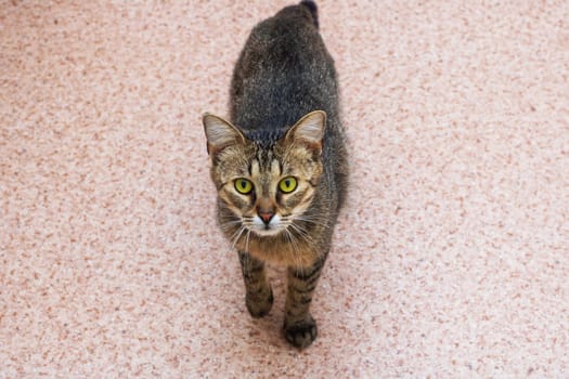 A beautiful cat with striking green eyes is gracefully walking across a soft pink carpet, enjoying its surroundings and exploring