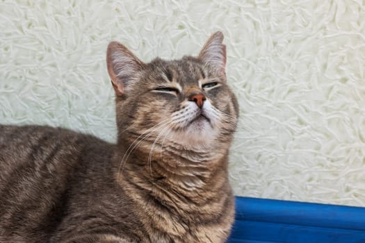 A serene cat comfortably laying down with its eyes gently closed in peaceful slumber, enjoying a moment of complete relaxation