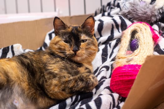 A beautiful calico cat is comfortably laying on a stylish zebra print blanket, showcasing its lovely colors and unique fur patterns