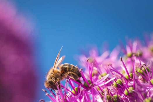 An extremely detailed closeup view of a bee delicately perched on a vibrant purple flower, showcasing natures intricate beauty