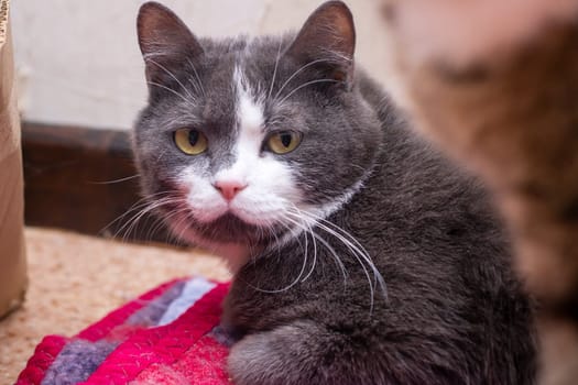 A beautiful gray and white cat is comfortably laying on a soft red blanket, enjoying its cozy surroundings and relaxed state