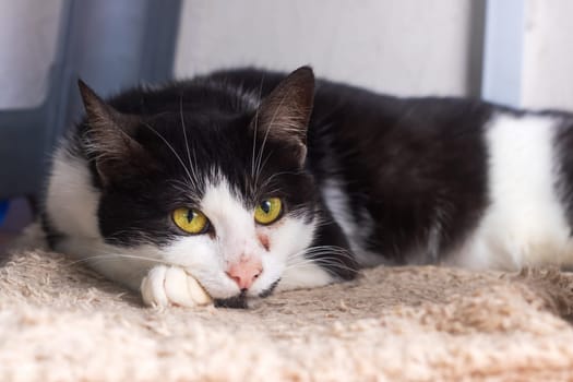 A striking black and white cat with bright yellow eyes is comfortably laying down, enjoying a moment of relaxation and peace