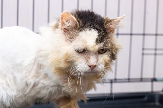 There is a cat that has accumulated a significant amount of dirt on its face, making it look quite unkempt and messy
