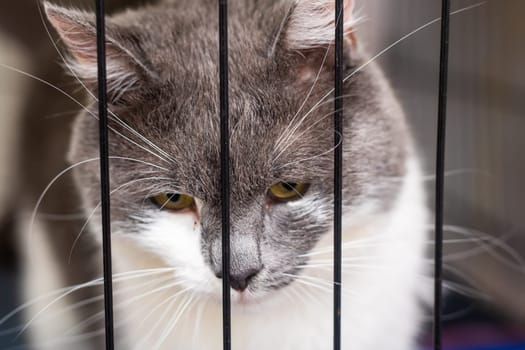A gray and white cat sits behind bars, gazing intently at the camera with its curious eyes and delicate whiskers, conveying a sense of longing