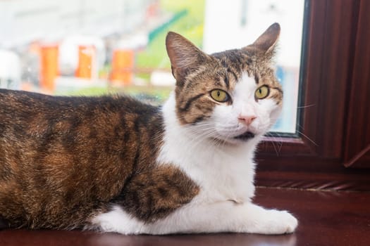 A brown and white cat is peacefully laying on a cozy window sill, enjoying the warmth of the sun streaming through the glass