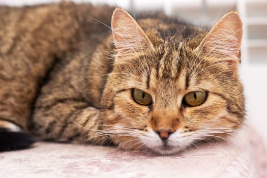 A fluffy cat is comfortably laying down on a soft blanket while curiously looking directly at the camera with its bright eyes