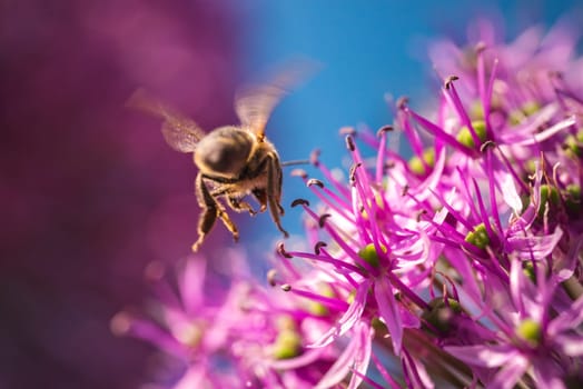 A honey bee is gracefully flying over a vibrant purple flower in the garden, searching for nectar and contributing to pollination