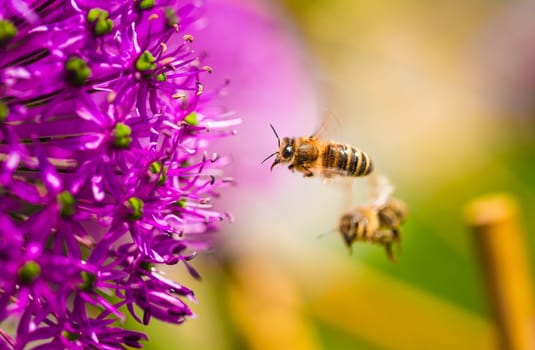 A pair of bees are joyfully flying around a vibrant purple flower in search of nectar and pollen to collect for their hive