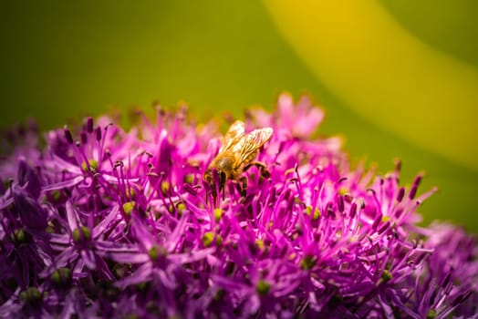 A busy bee is sitting comfortably on top of a beautifully blooming purple flower, enjoying the nectar it provides