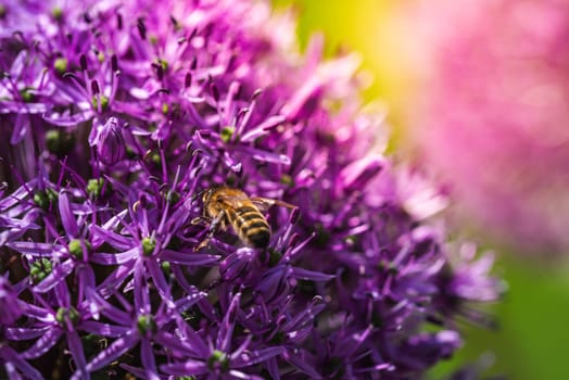 A solitary bee is quietly sitting on a vibrant purple flower, enjoying its time among the petals and collecting pollen