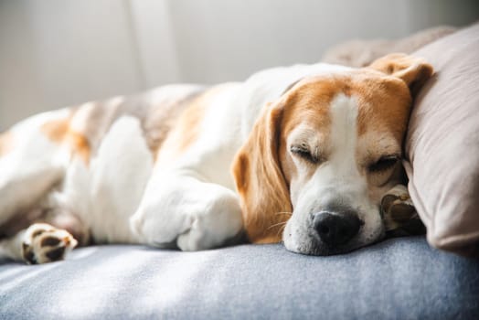 A Beagle dog is peacefully sleeping on a comfortable bed, enjoying a restful nap after a long day of play and exploration