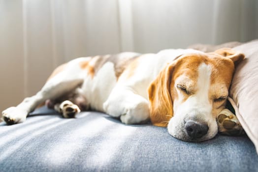A Beagle dog comfortably curled up, is sleeping peacefully on a cozy couch, dreaming and enjoying a long rest
