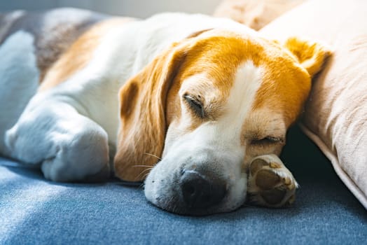 Beagle dog comfortably nestled, is peacefully sleeping on a soft and cozy couch, enjoying its rest