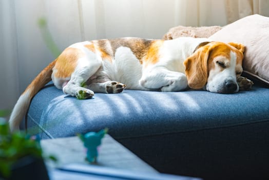 A sleepy Beagle dog is comfortably napping on a cozy blue couch, enjoying its rest in a lovely home environment