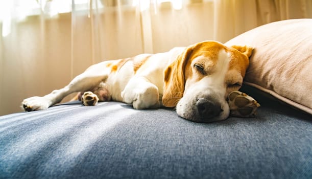 A Beagle dog is peacefully sleeping on a cozy bed, enjoying its rest, surrounded by soft linens and a comfortable atmosphere
