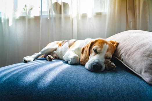 A Beagle dog is comfortably laying on a soft bed next to a fluffy pillow, enjoying a peaceful moment of rest and relaxation