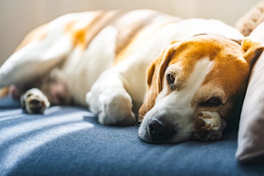 A Beagle dog is comfortably laying down on a soft bed, enjoying a peaceful moment of rest and relaxation