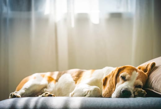 A Beagle dog is comfortably sleeping on a couch that is positioned in front of a bright window, enjoying a peaceful moment