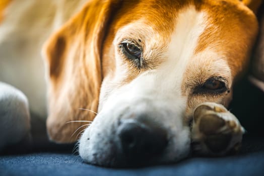 A Beagle dog is comfortably laying down with its head resting gently on its own paw, looking peaceful and relaxed