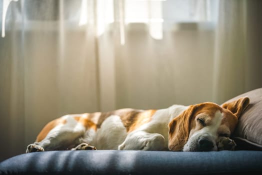 A Beagle dog is comfortably sleeping on a soft couch positioned in front of a window, basking in the warm sunlight