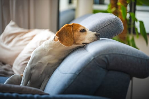 A Beagle dog is comfortably laying on a cozy blue couch in the living room, enjoying a peaceful moment of relaxation