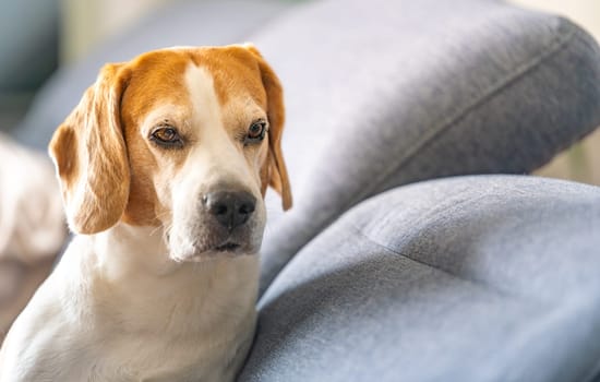 A Beagle dog is comfortably laying on a cozy blue couch in the living room, enjoying a peaceful moment of relaxation