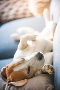 A Beagle dog is comfortably laying on its back on a cozy couch, enjoying a peaceful nap in a restful position