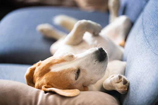 A Beagle dog is laying on a cozy blue couch nearby is comfortably laying on its back on a soft, cozy couch, enjoying a peaceful moment of rest and relaxation