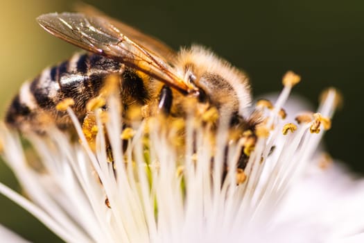 A detailed close up view of a vibrant bee resting gently on a beautiful white flower, showcasing the intricate features of natures pollinator