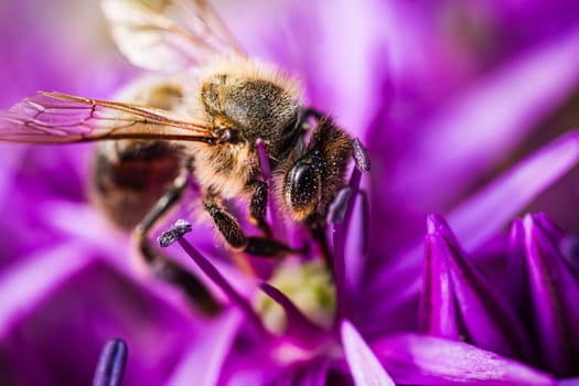 A detailed closeup shot of a bee diligently perched on a vibrant purple flower, showcasing the intricate beauty of natures pollinators
