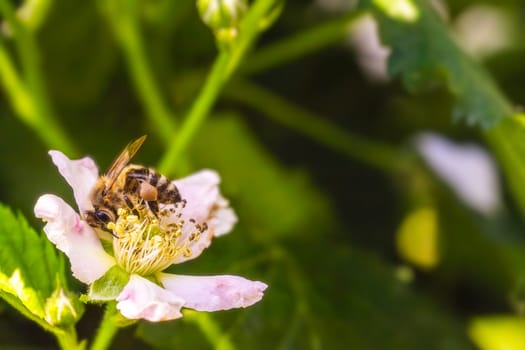 A single bee is perched delicately on a vibrant pink flower, enjoying its surroundings and seeking nectar, showcasing natures beauty