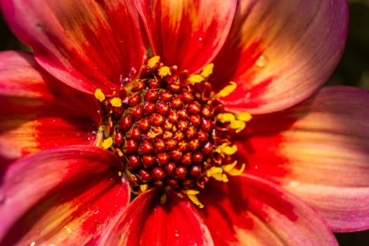 This is a detailed closeup view of a vibrant red and yellow flower showcasing its striking colors and a prominent yellow center as well