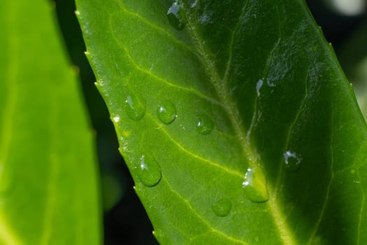 This is a detailed closeup image of a vibrant green leaf that has shimmering water drops resting gently on its surface, showcasing natures beauty