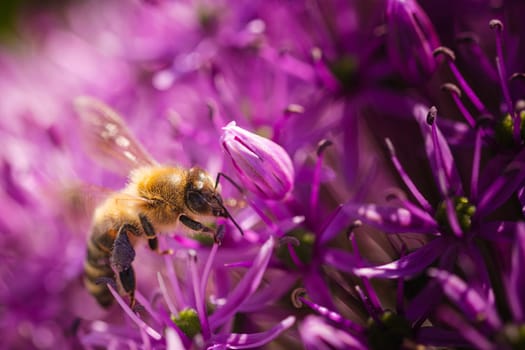 A solitary bee is resting comfortably on a vibrant, blooming purple flower in the garden, showcasing its beauty and significance to nature