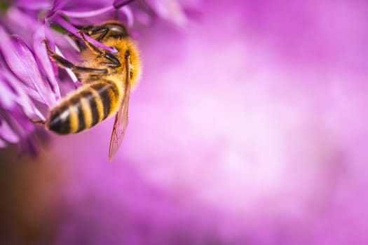 A detailed close up photograph showcasing a bee resting gently on a vibrant purple flower, capturing the intricate beauty of natures pollinators