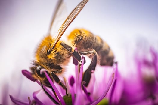 This is a detailed closeup image of a bee sitting on a vibrant purple flower, capturing the beauty of natures pollinators at work