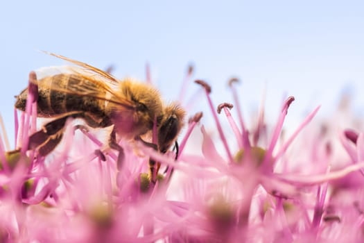 A detailed closeup shot of a beautiful bee resting on a vibrant pink flower. This moment captures the intricate relationship between flowers and their pollinators