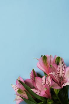 Botanical background with pink alstromeria flowers on light blue background. Space for your text.
