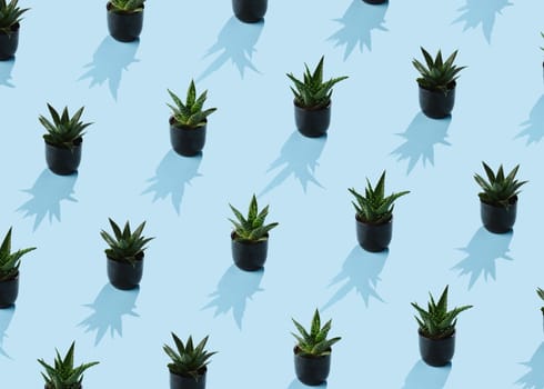 Aloe plant pattern with shadows on a blue background