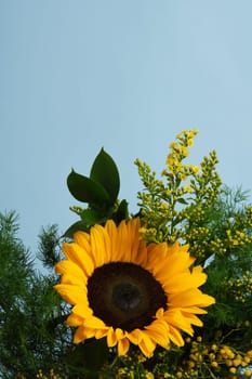 Brightly colored bouquet with yellow sunflower and green foliage on a blue background. Place for your text.
