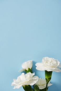 Close-up of white carnation buds on a blue background. Selective focus. Place for your text.