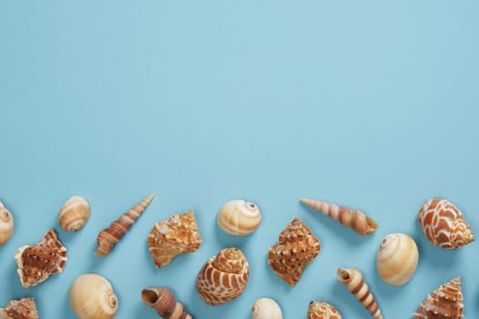 Summer nautical background with a variety of brown shells on a light blue backdrop. Place for your text.