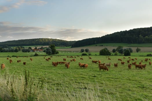 Alpine brown cow resting on the green grass