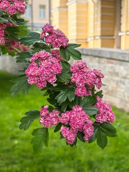Bright pink hawthorn flowers bloom profusely on a green branch against a city building.