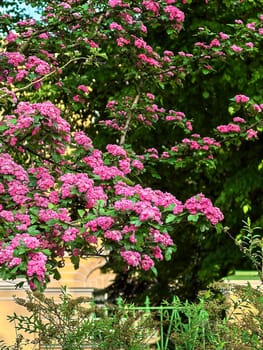 Bright pink hawthorn flowers bloom profusely on a green branch against a city building.