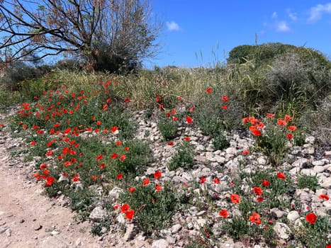 Stone paved path bordered by red poppies and wildflowers leading to a bright blue sky on a sunny day. High quality photo