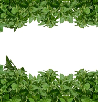 Bunch of green mint on isolated background, aromatic seasoning