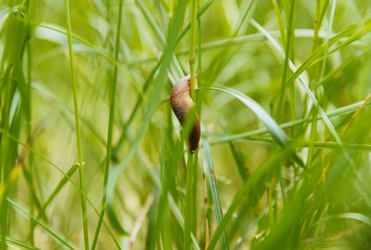 Portrait of one small slug crawling on the left in the middle, wrapped around the stem of a green blade of grass on a spring day in the park with copy space on the sides, side view very close-up. Concept nature backgrounds, lifestyle of gastropods.