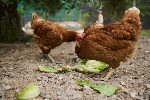 Beautiful hens and cockerel walking inside the barn in an eco farmland. Eco-farming and sustainable lifestyle. Free-range chicken pecking grains and lettuce