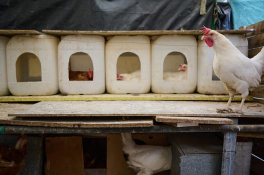 A row of chicken coops with hens hatching eggs. The hen houses are made of reusable recyclable plastic container. The concept of eco-friendly and sustainability. Eco farming and rural lifestyle